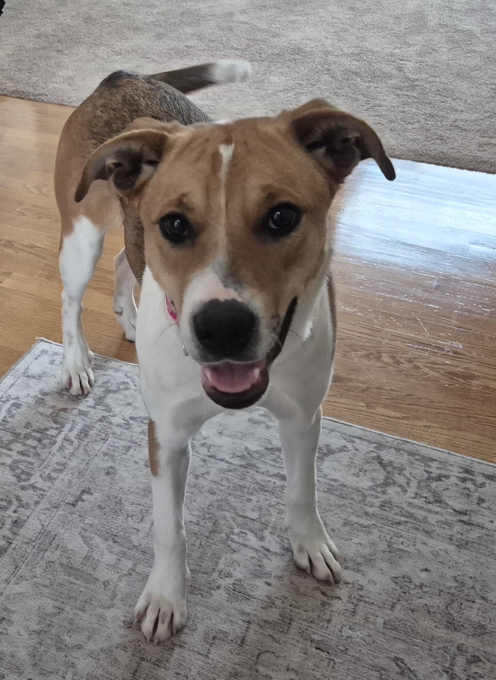 Enlarge Brynn, a ADOPTABLE mixed breed in Aurora, IL image 3/5