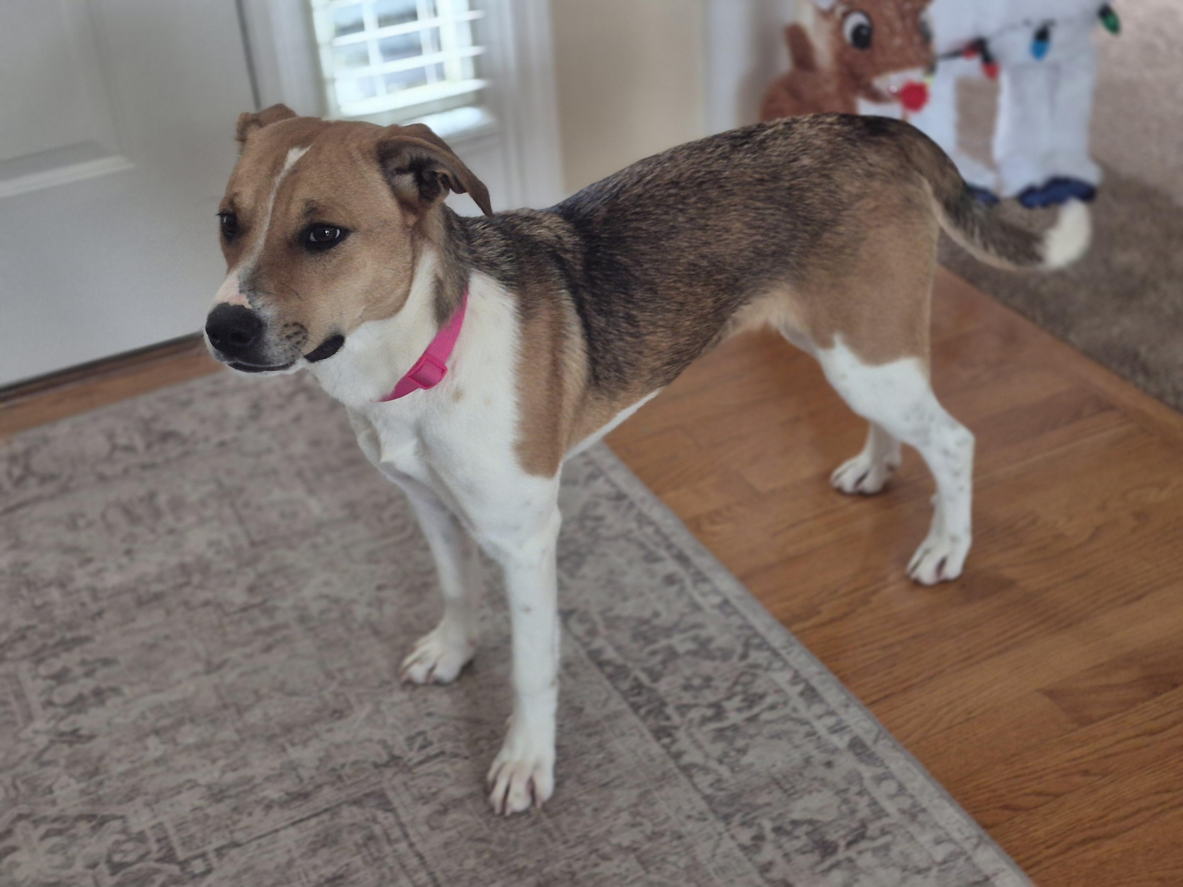 Enlarge Brynn, a ADOPTABLE mixed breed in Aurora, IL image 4/5