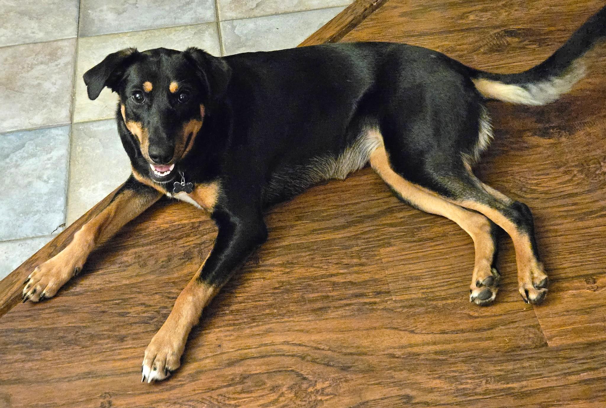 Enlarge Jellybean, a Adoptable mixed breed in Lisbon, IA image 4/6