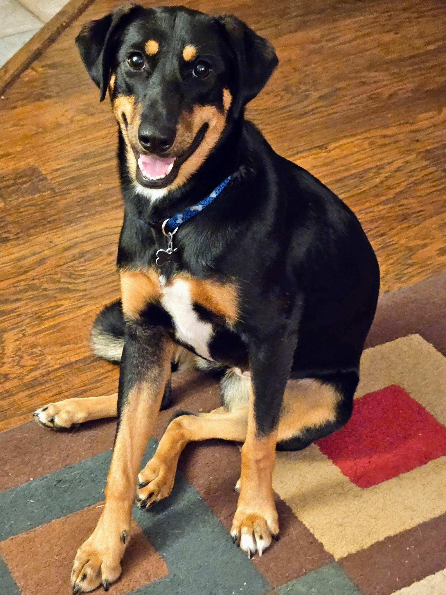 Jellybean, Adoptable, Young Female Australian Shepherd.