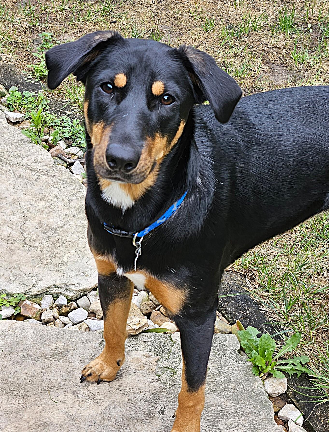 Enlarge Jellybean, a Adoptable mixed breed in Lisbon, IA image 2/6