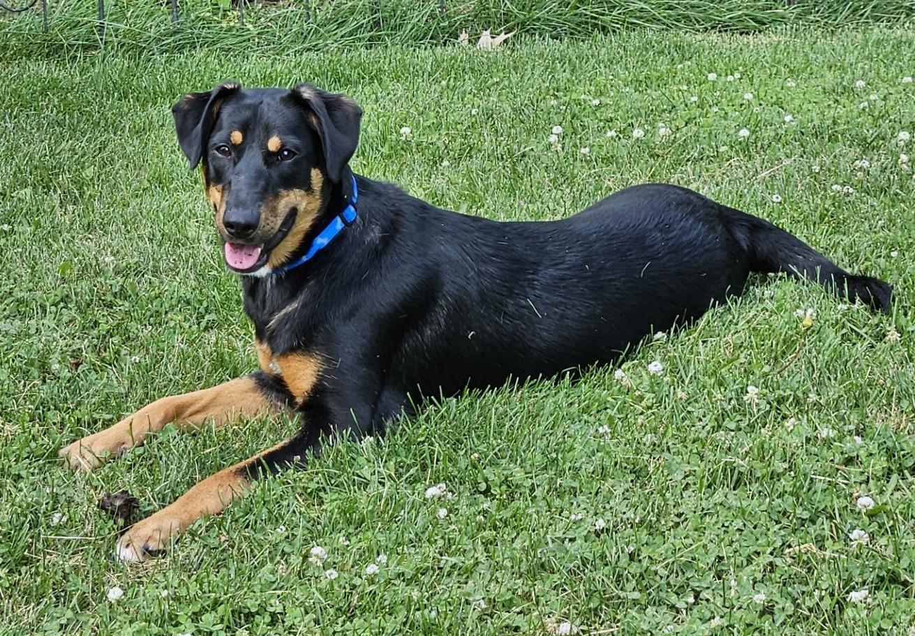Enlarge Jellybean, a Adoptable mixed breed in Lisbon, IA image 3/6