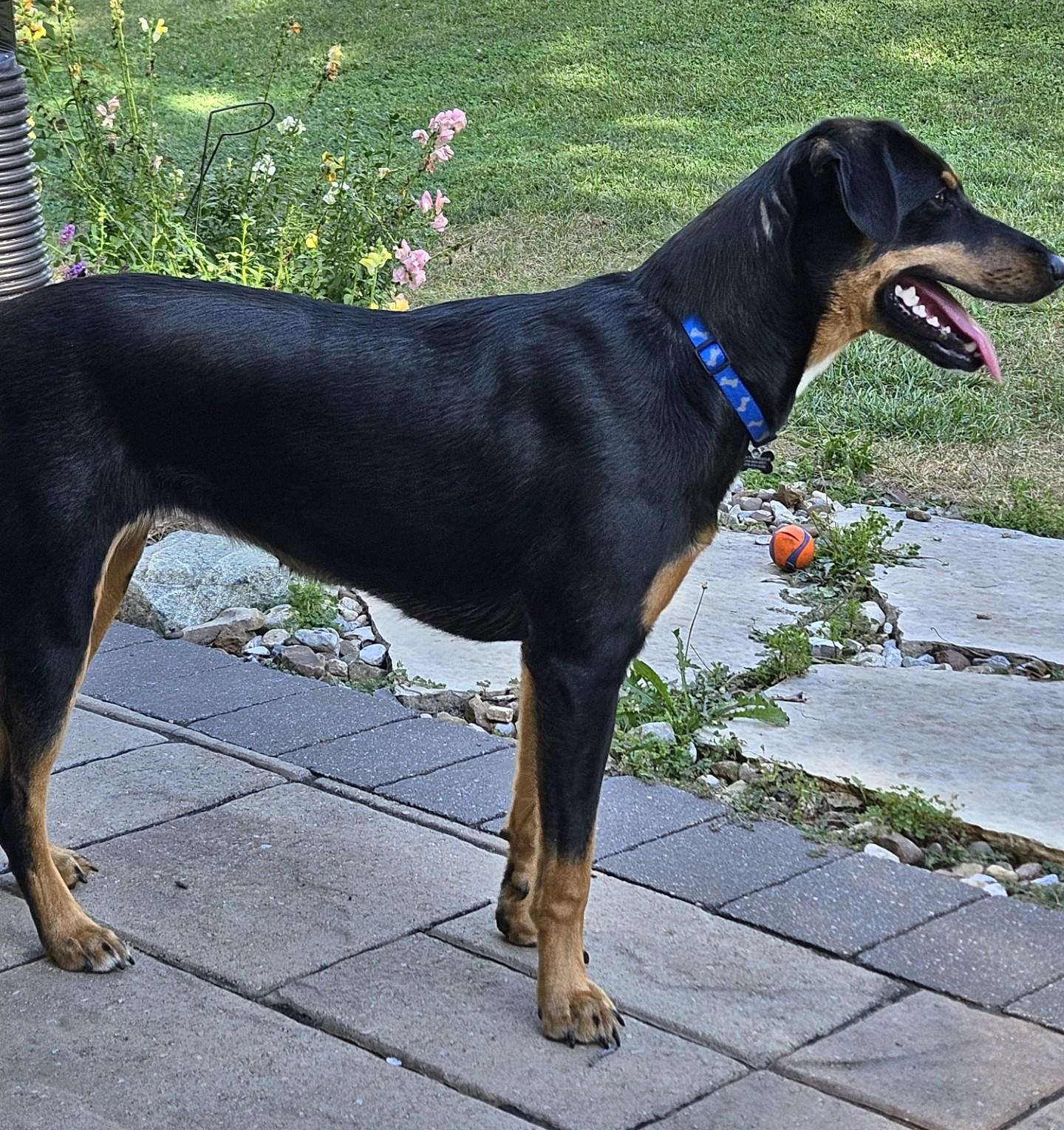 Enlarge Jellybean, a Adoptable mixed breed in Lisbon, IA image 5/6