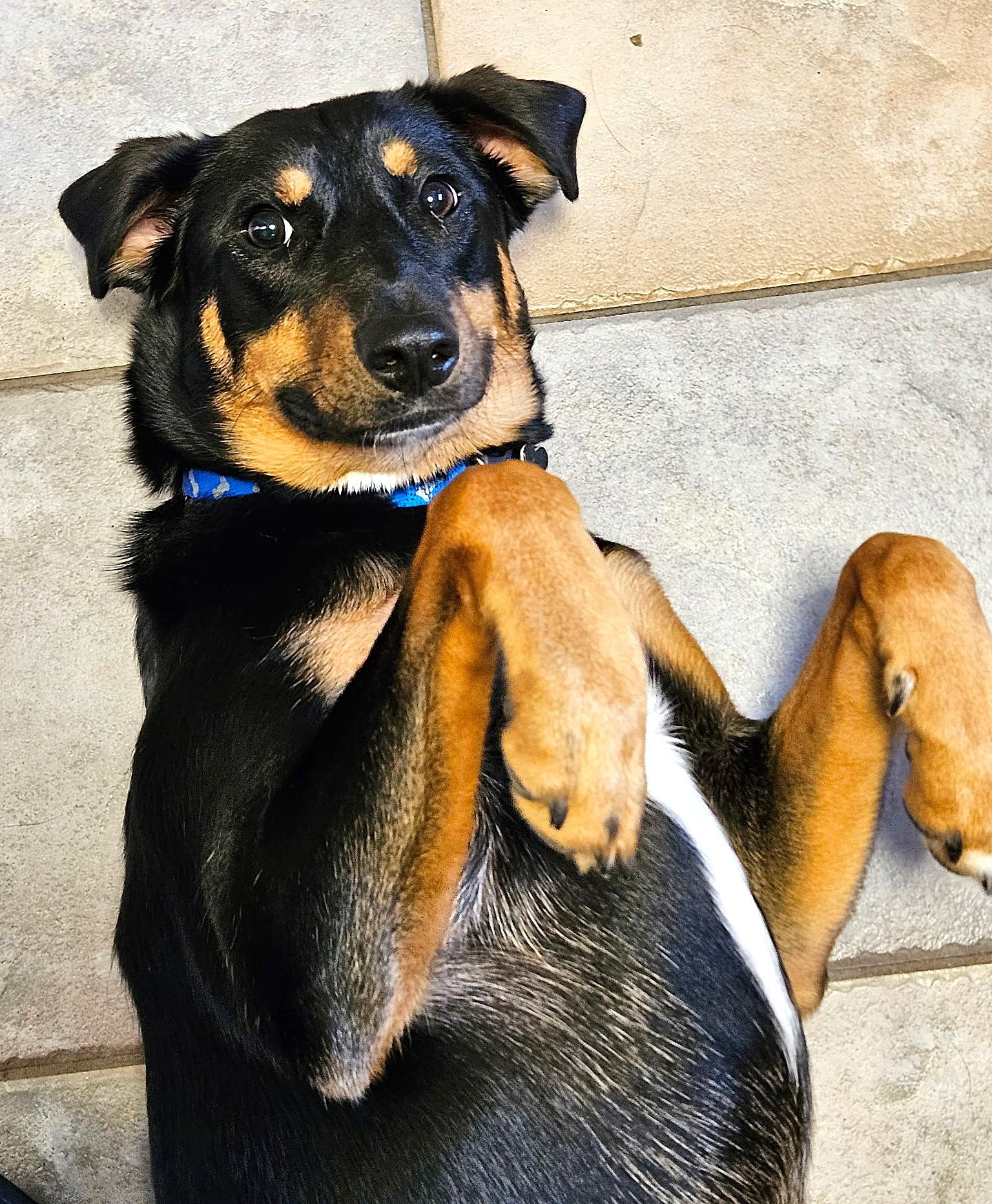Enlarge Jellybean, a Adoptable mixed breed in Lisbon, IA image 6/6