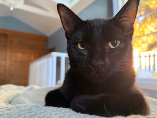 Marcus, a Adoptable American Shorthair in Los Angeles, CA image 2/6