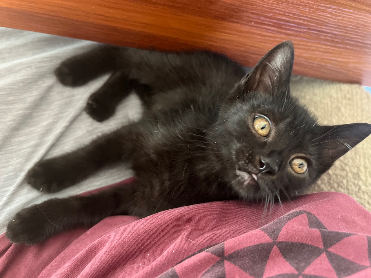 Marcus, a Adoptable American Shorthair in Los Angeles, CA image 6/6