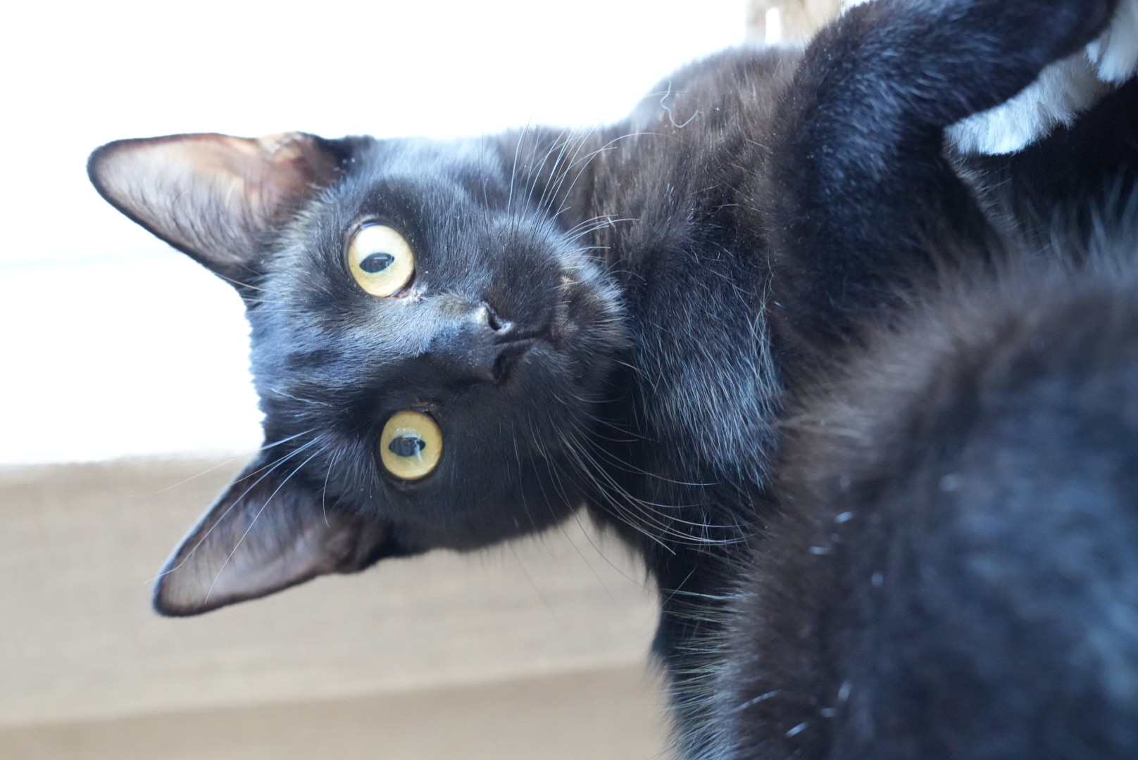 Marcus, a Adoptable American Shorthair in Los Angeles, CA image 3/6