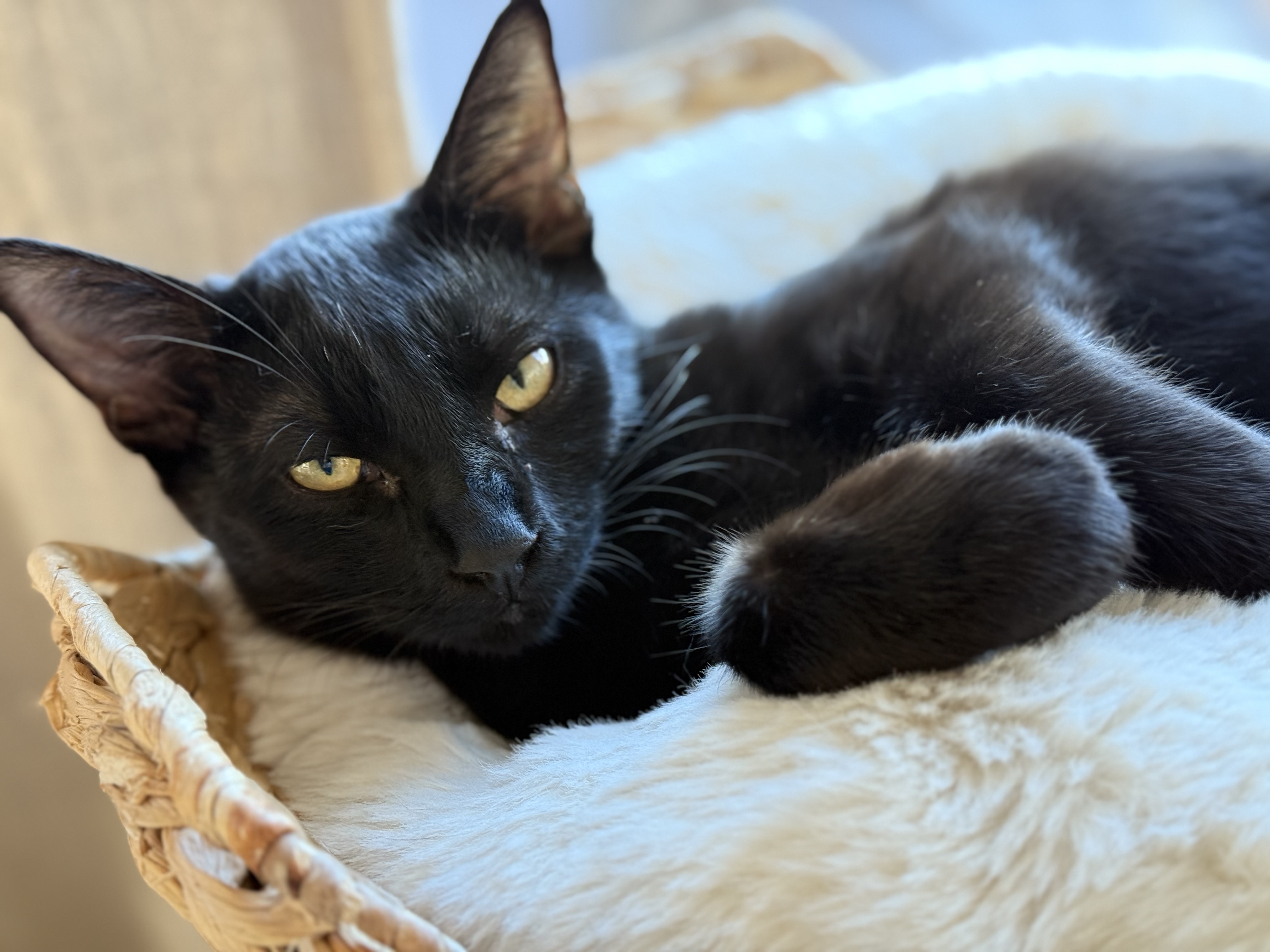 Marcus, a Adoptable American Shorthair in Los Angeles, CA image 4/6