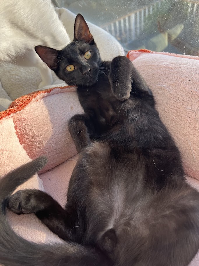 Marcus, a Adoptable American Shorthair in Los Angeles, CA image 5/6