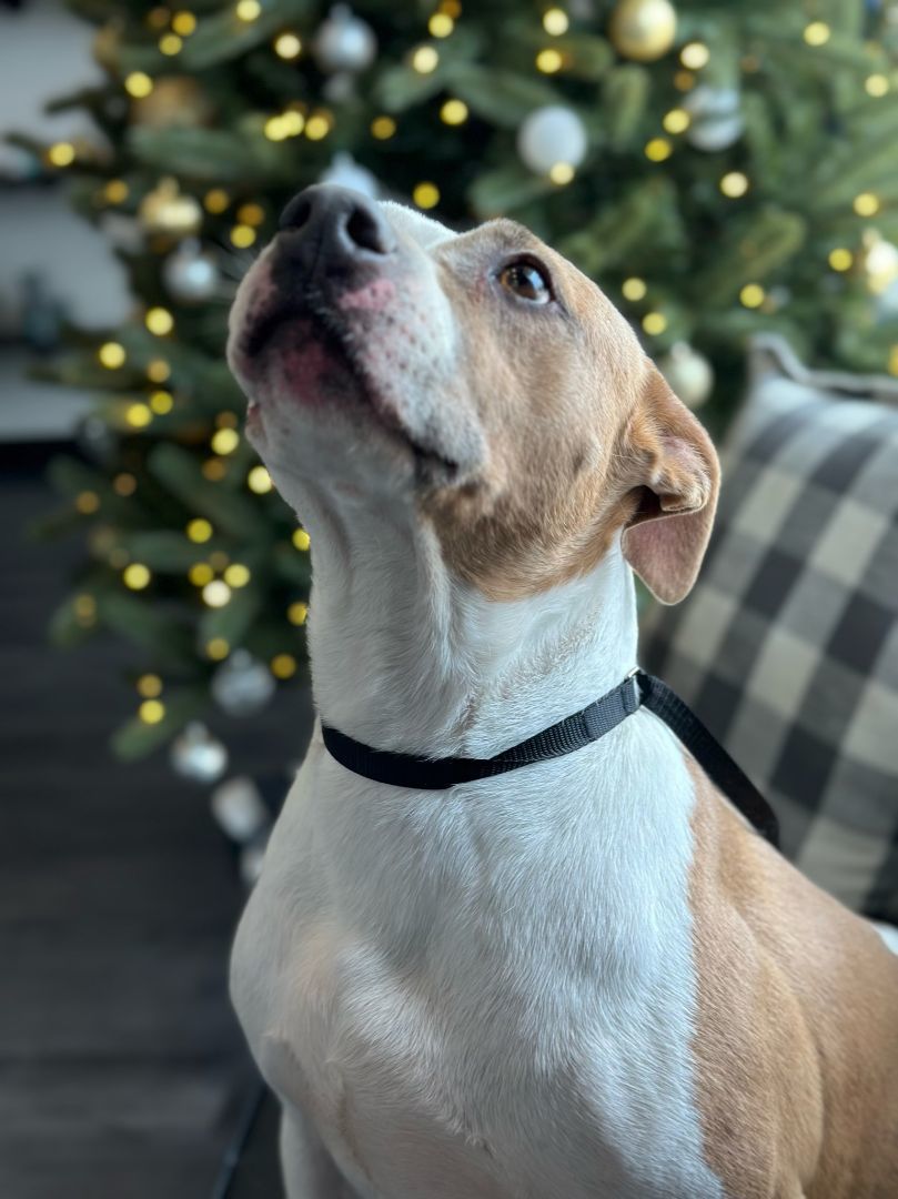 Echo, a Adoptable mixed breed in College Station, TX image 1/11