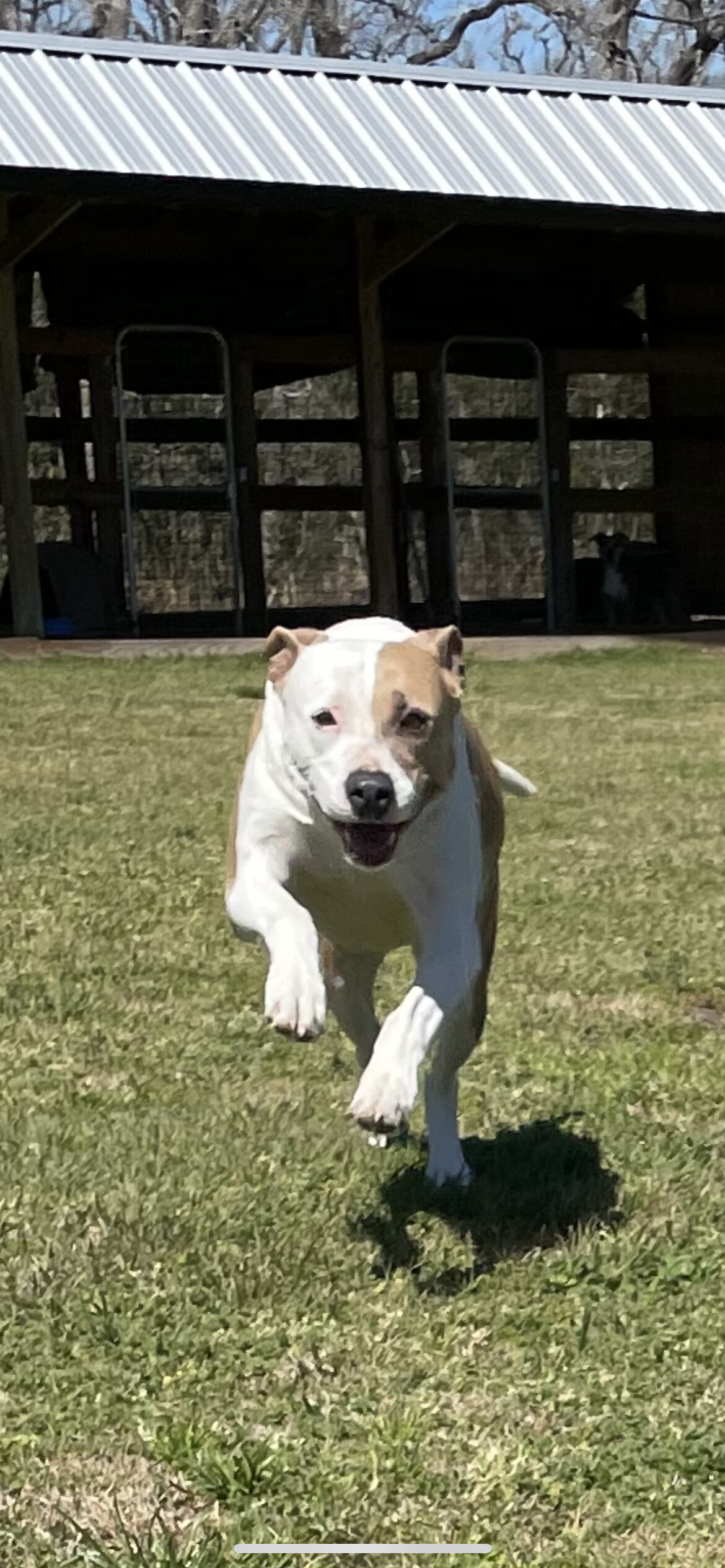 Echo, a Adoptable mixed breed in College Station, TX image 3/11