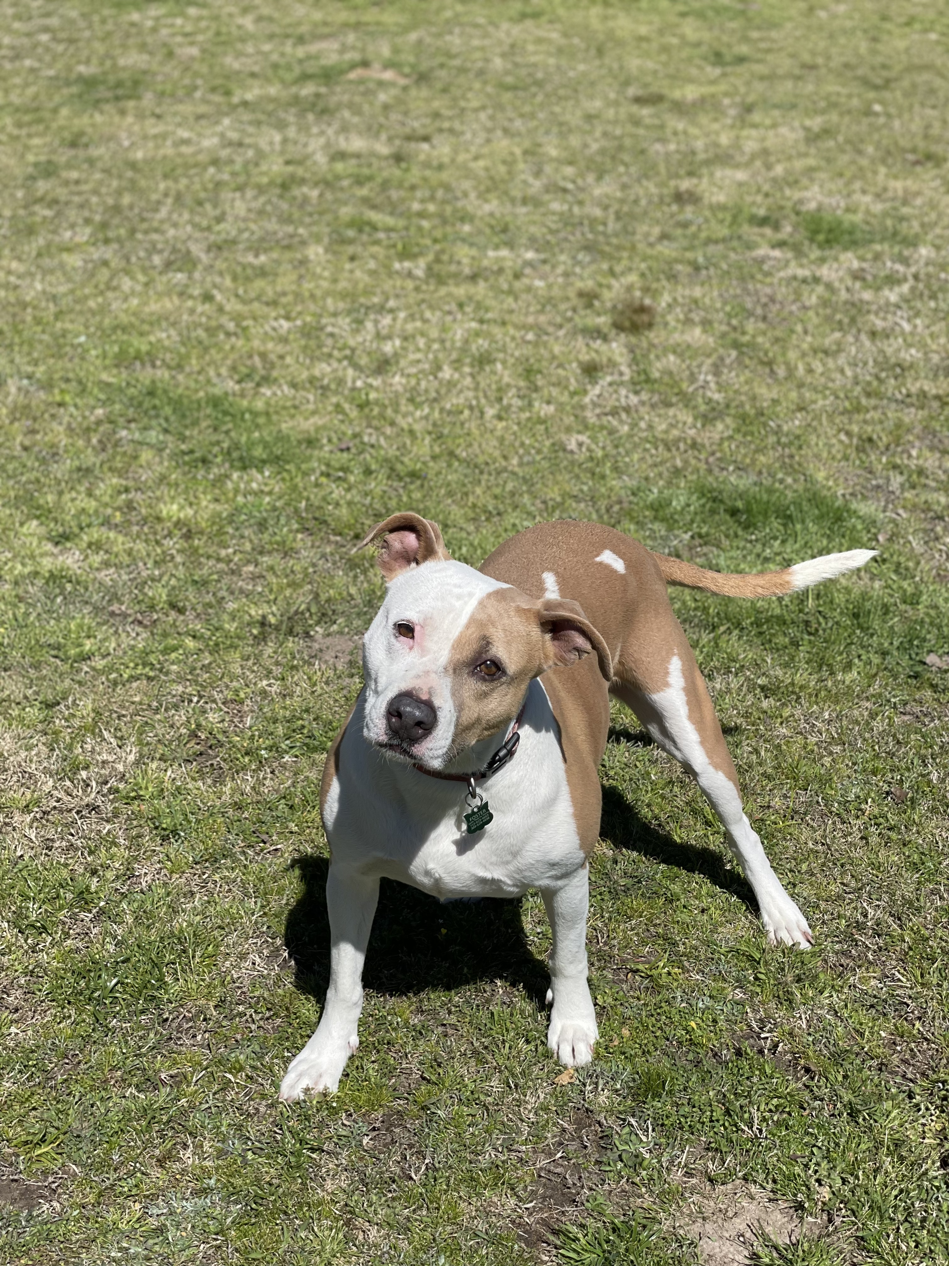 Echo, a Adoptable mixed breed in College Station, TX image 4/11