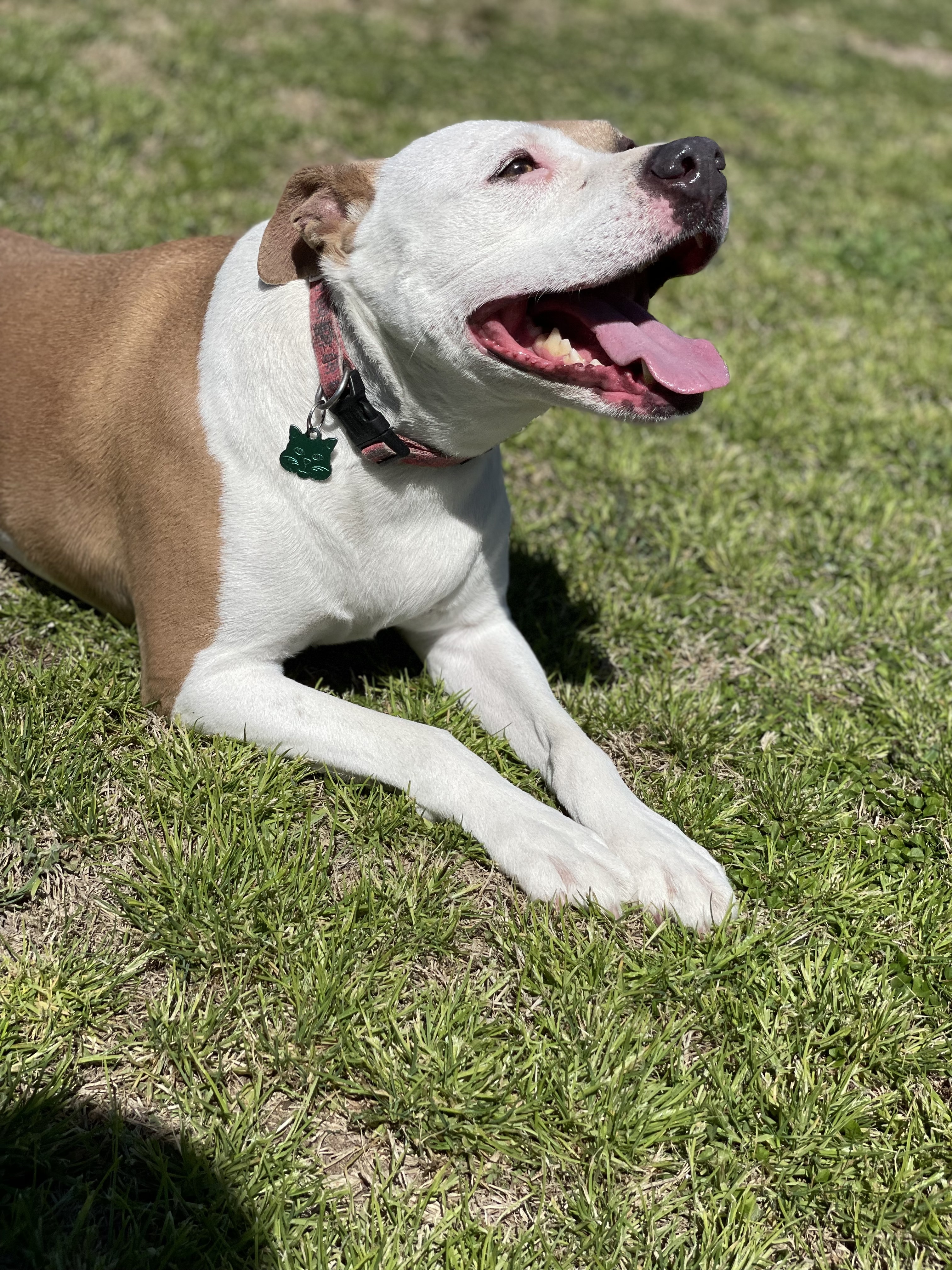 Echo, a Adoptable mixed breed in College Station, TX image 5/11