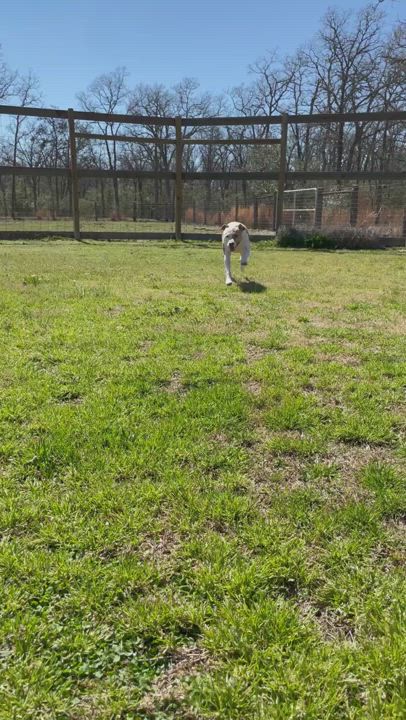 Enlarge Echo, a Adoptable mixed breed in College Station, TX video 11/11