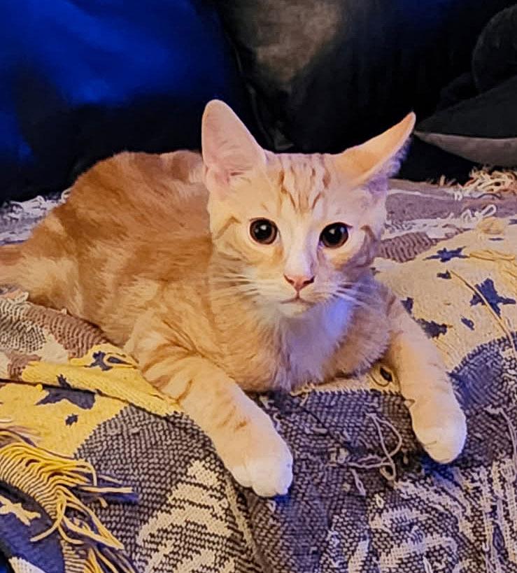 Hadrian26, Adoptable, Kitten Male Domestic Short Hair.