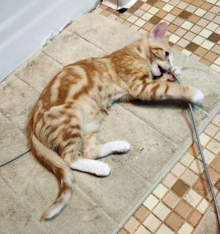 Enlarge Hadrian26, a Adoptable mixed breed in Youngsville, NC image 2/4