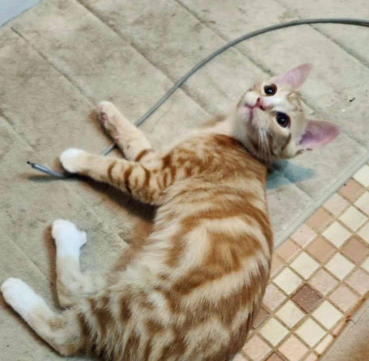 Enlarge Hadrian26, a Adoptable mixed breed in Youngsville, NC image 3/4