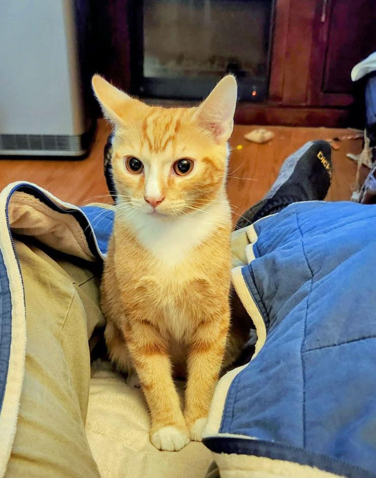 Enlarge Hadrian26, a Adoptable mixed breed in Youngsville, NC image 4/4