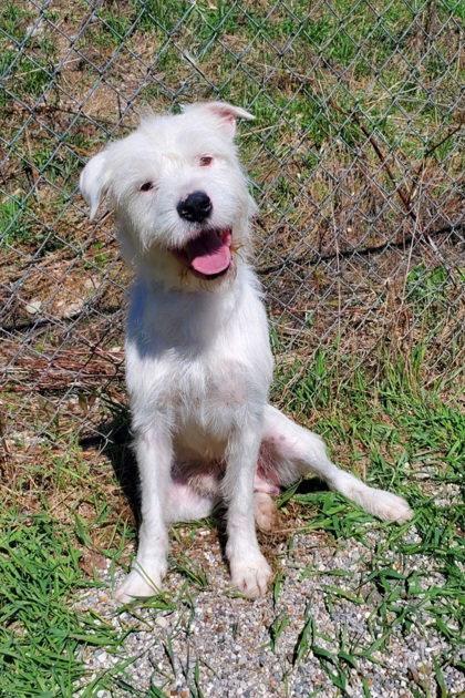 Deuce (7012), Adoptable, Adult Male Standard Poodle & Pit Bull Terrier.