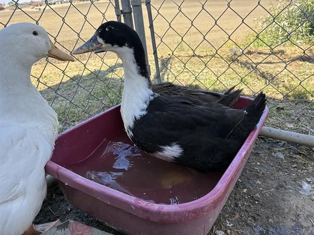 BLUE, Adoptable, Adult Male Duck.