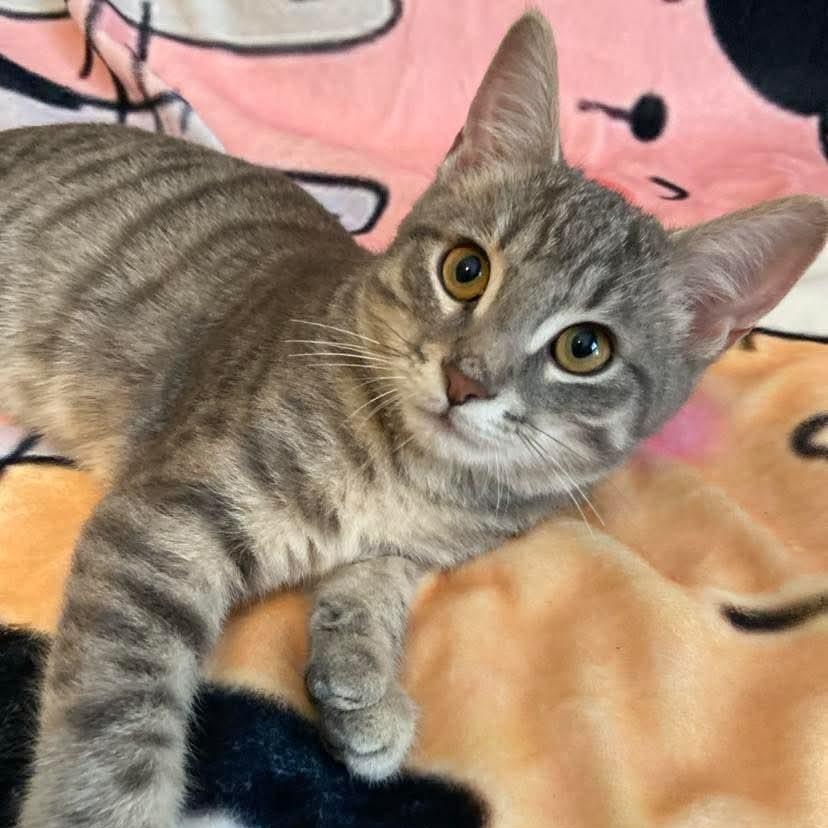 Enlarge Jess, a Adoptable Tabby in Memphis, TN image 3/5