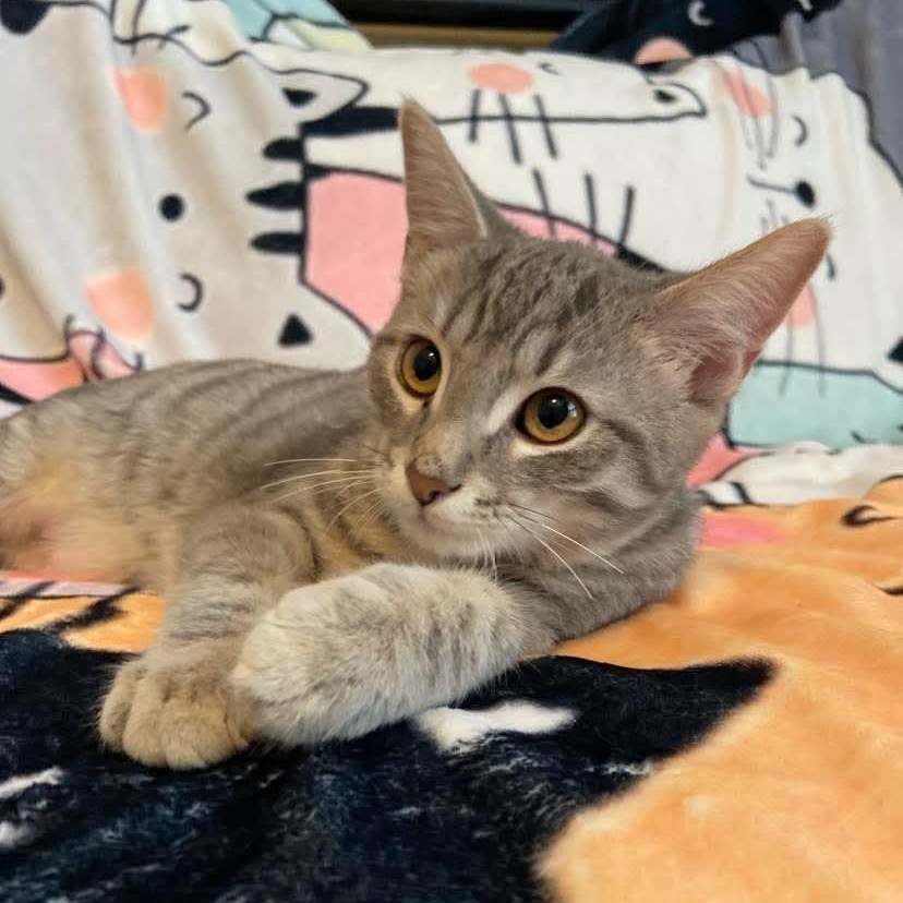 Enlarge Jess, a Adoptable Tabby in Memphis, TN image 5/5