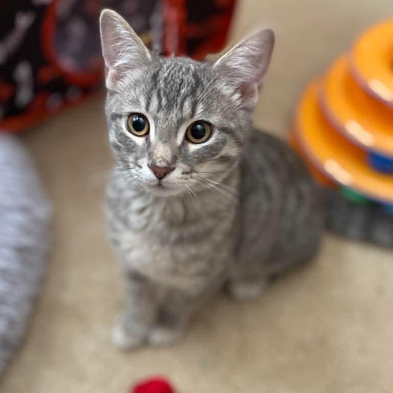 Enlarge Jess, a Adoptable Tabby in Memphis, TN image 2/5