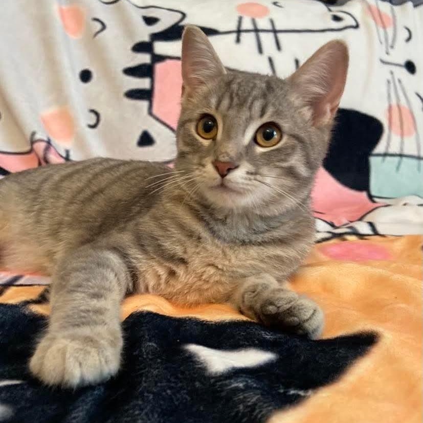 Enlarge Jess, a Adoptable Tabby in Memphis, TN image 4/5