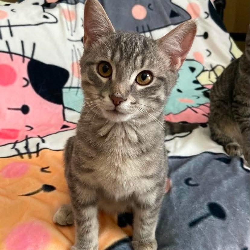Jess, Adoptable, Kitten Male Tabby.