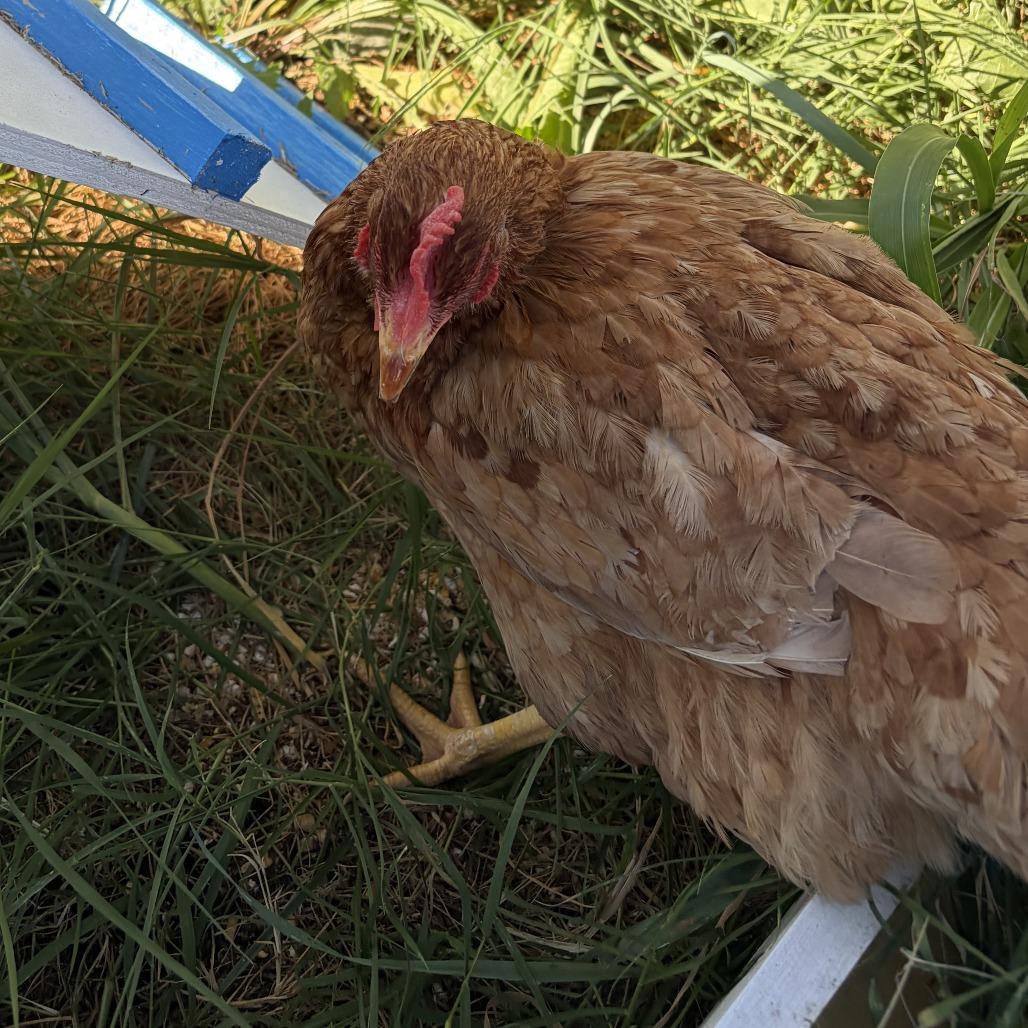 Enlarge Beakonce, a Adoptable Chicken in Columbia, MO image 1/1