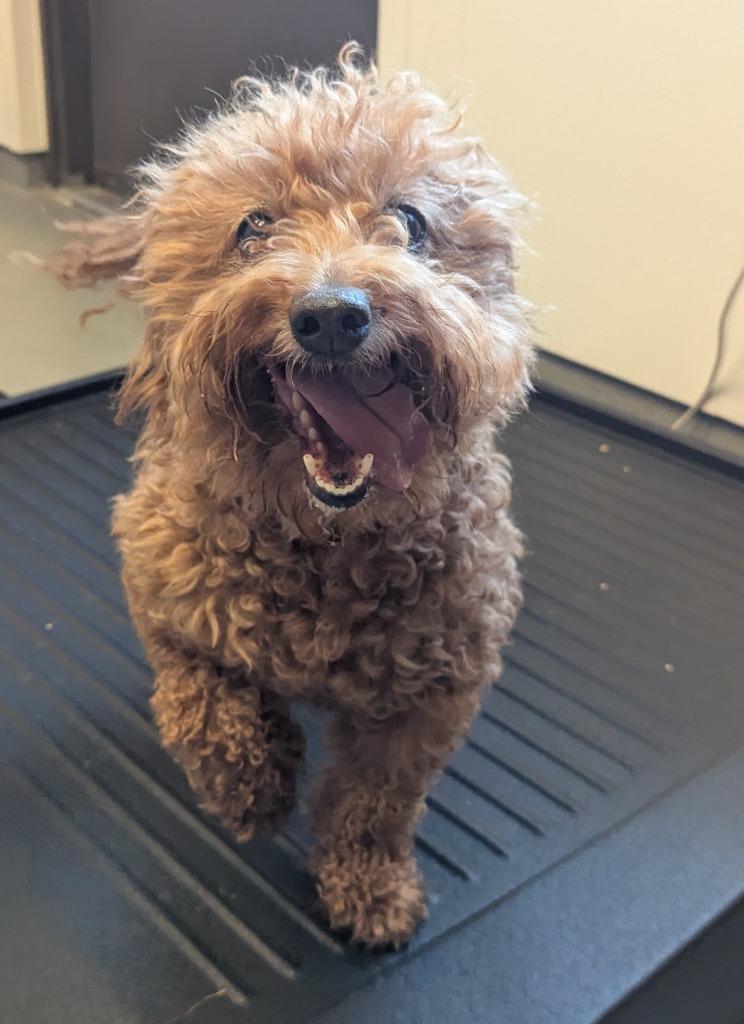Ruby, Adoptable, Senior Female Cavalier King Charles Spaniel & Poodle.