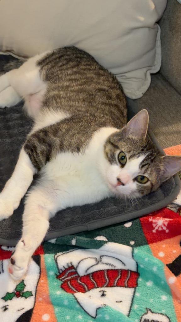 Suzie, Adoptable, Young Female Domestic Short Hair.