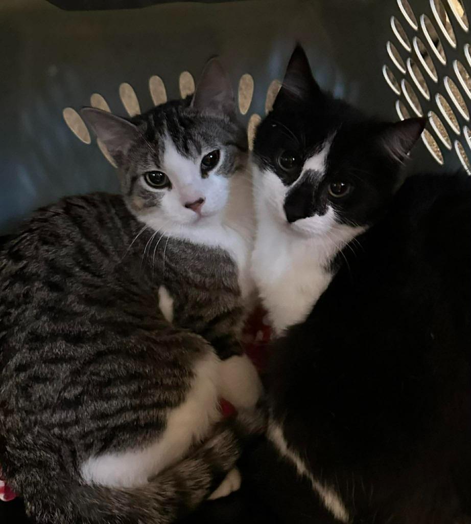 Enlarge Suzie, a Adoptable Domestic Short Hair in Cloquet, MN image 1/1