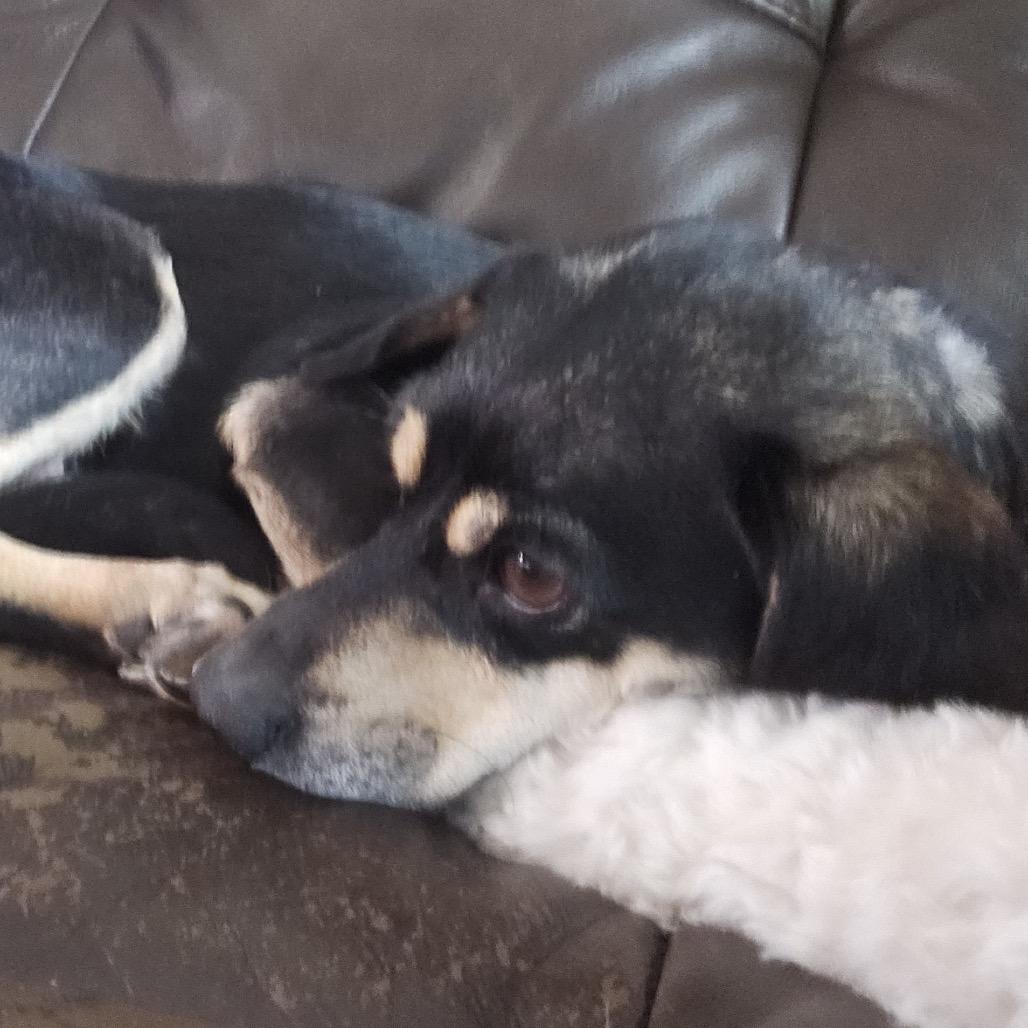 Kira, a Adoptable mixed breed in Alma, WI image 2/6