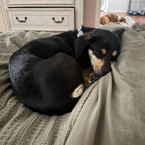 Kira, a Adoptable mixed breed in Alma, WI image 3/6