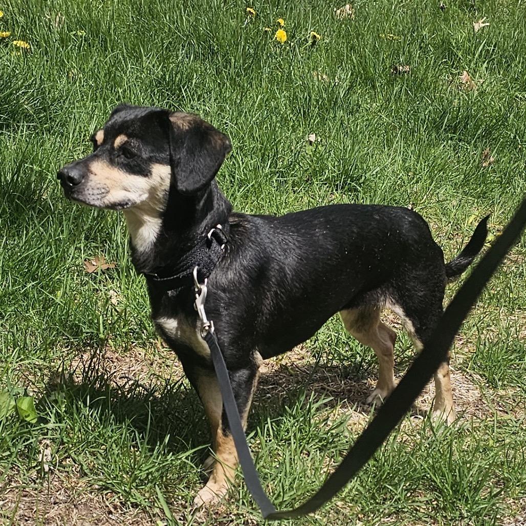 Kira, a Adoptable mixed breed in Alma, WI image 4/6