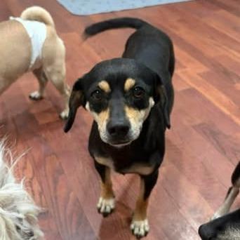 Kira, a Adoptable mixed breed in Alma, WI image 5/6