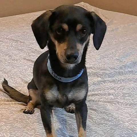 Kira, a Adoptable mixed breed in Alma, WI image 1/6