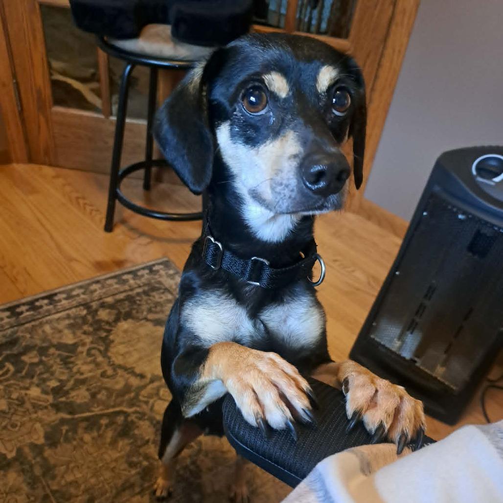 Kira, a Adoptable mixed breed in Alma, WI image 6/6