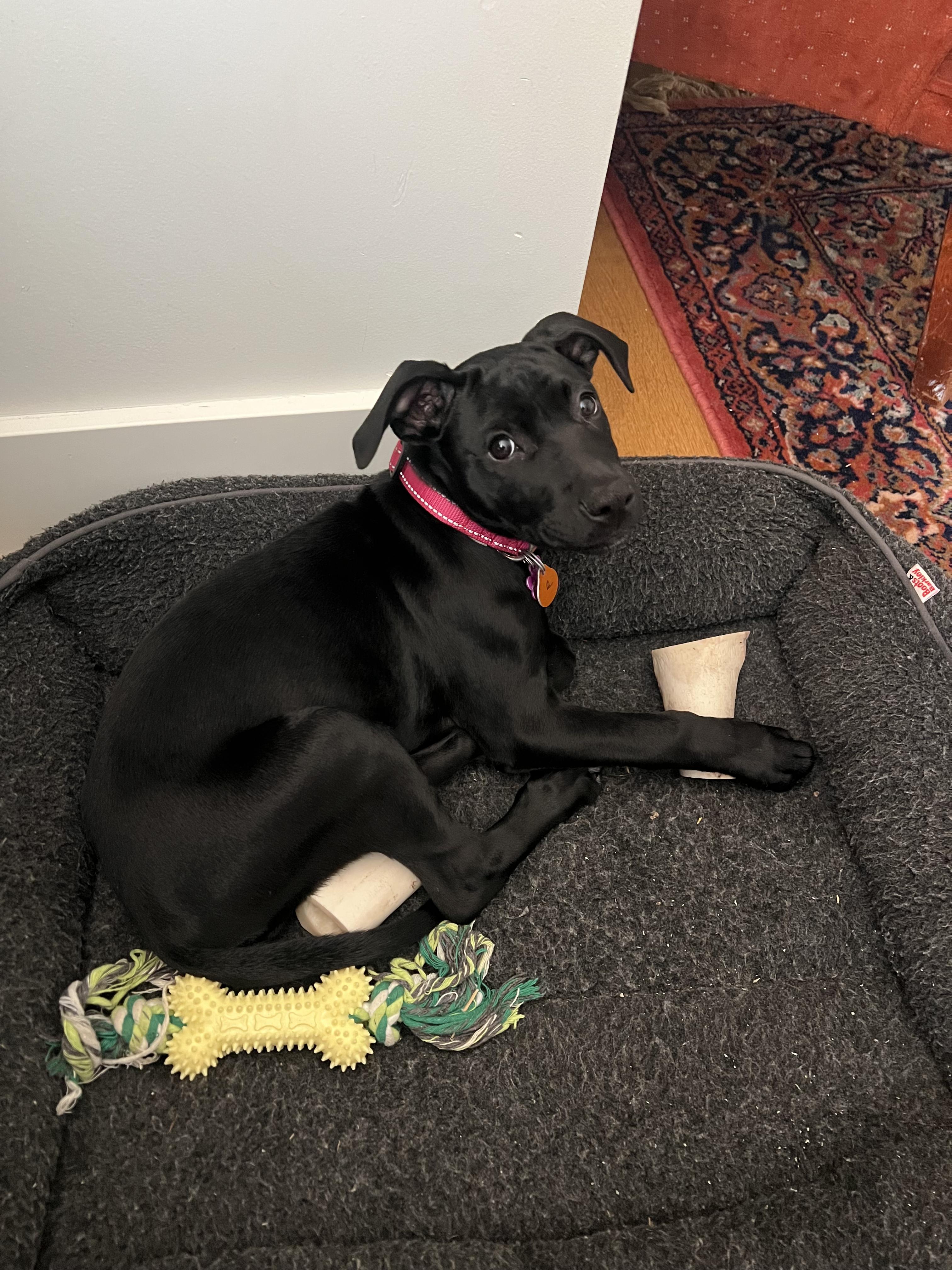 Enlarge Porky, a ADOPTABLE mixed breed in Seattle, WA image 1/6