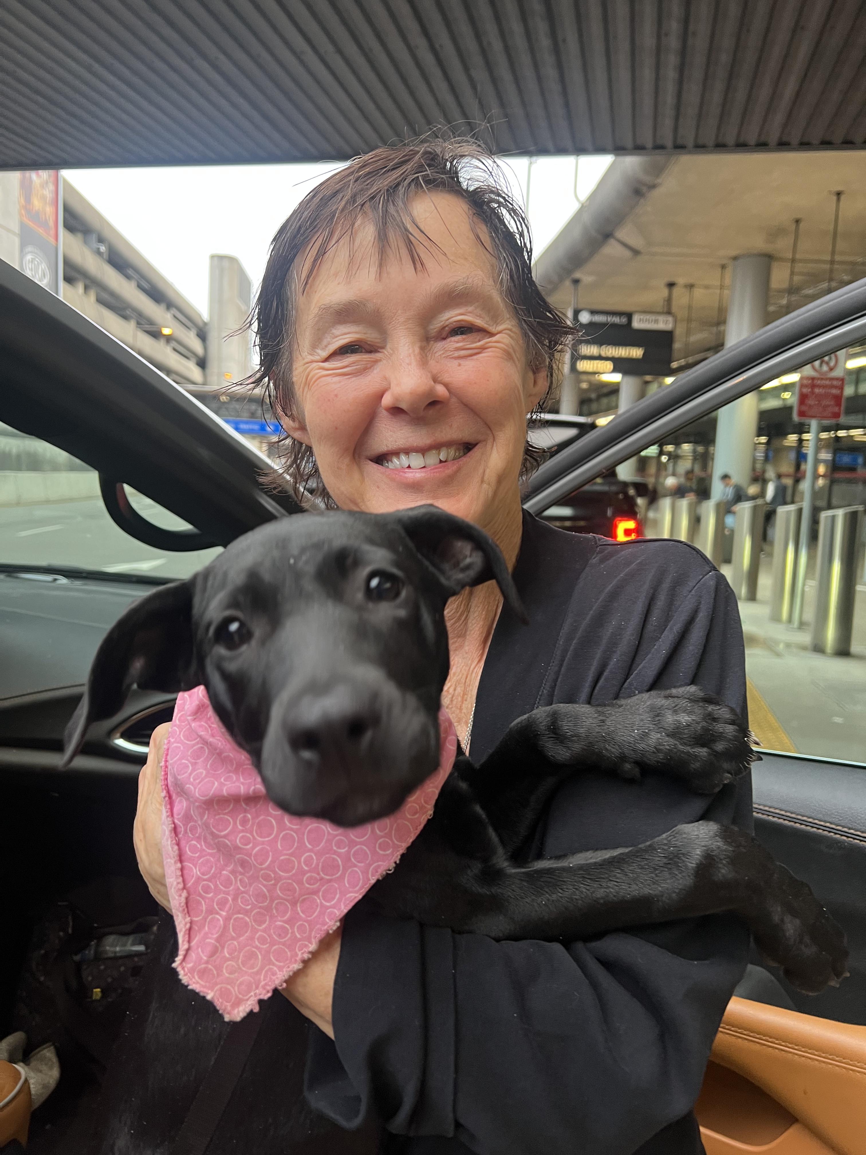 Enlarge Porky, a ADOPTABLE mixed breed in Seattle, WA image 3/6