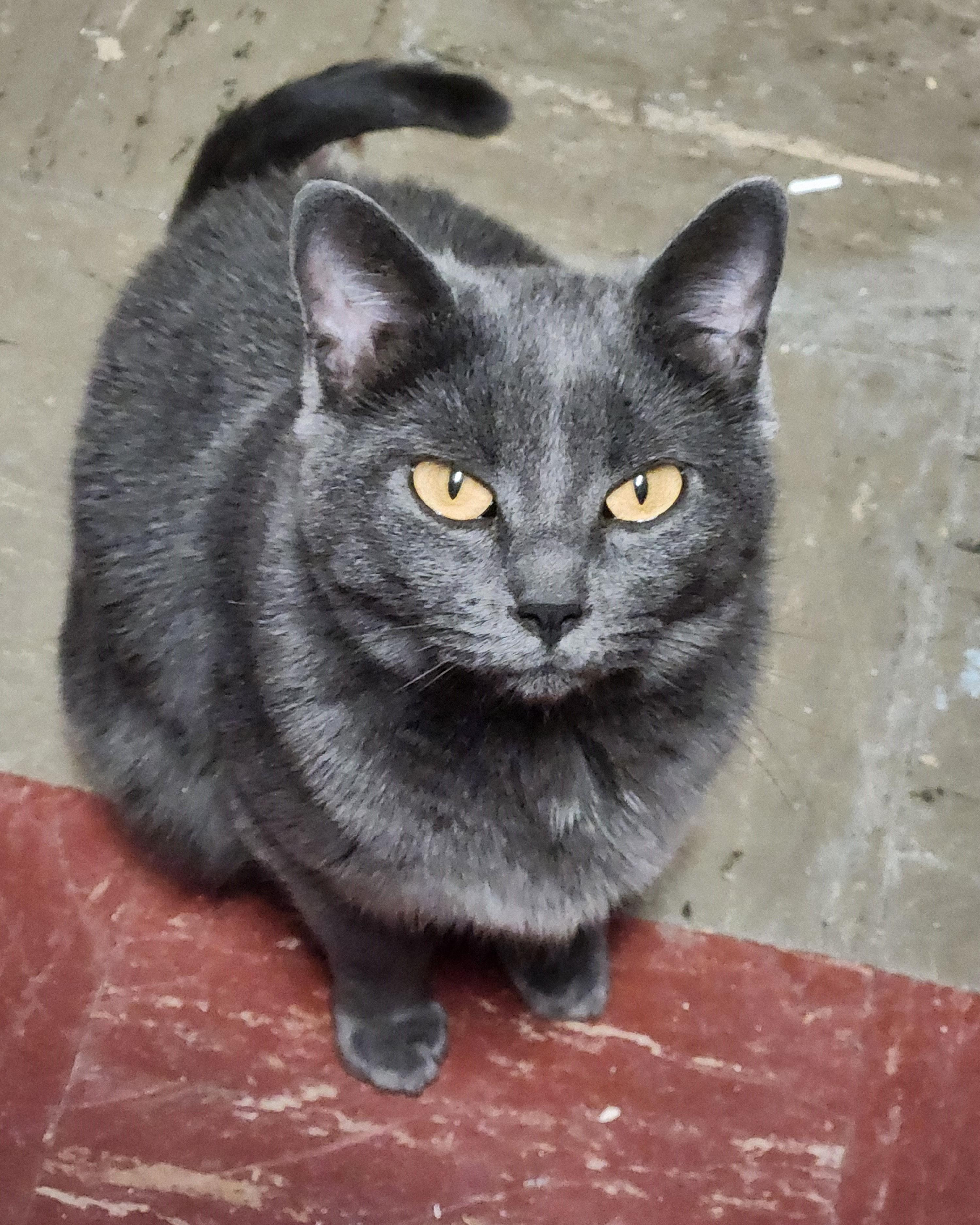 Enlarge Ashes, a Adoptable Domestic Short Hair in Lemoyne, PA image 1/1