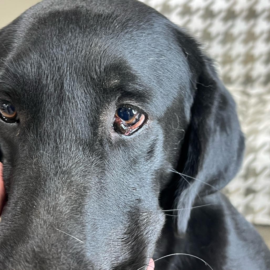Remington, Adoptable, Young Male Black Labrador Retriever.
