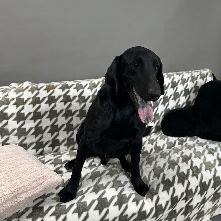Enlarge Remington, a Adoptable Black Labrador Retriever in Donalsonville, GA image 4/5