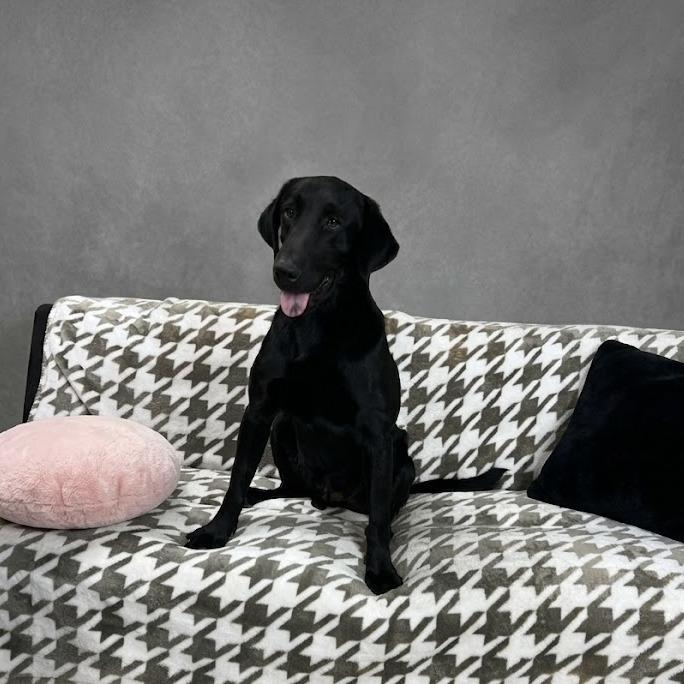 Enlarge Remington, a Adoptable Black Labrador Retriever in Donalsonville, GA image 5/5