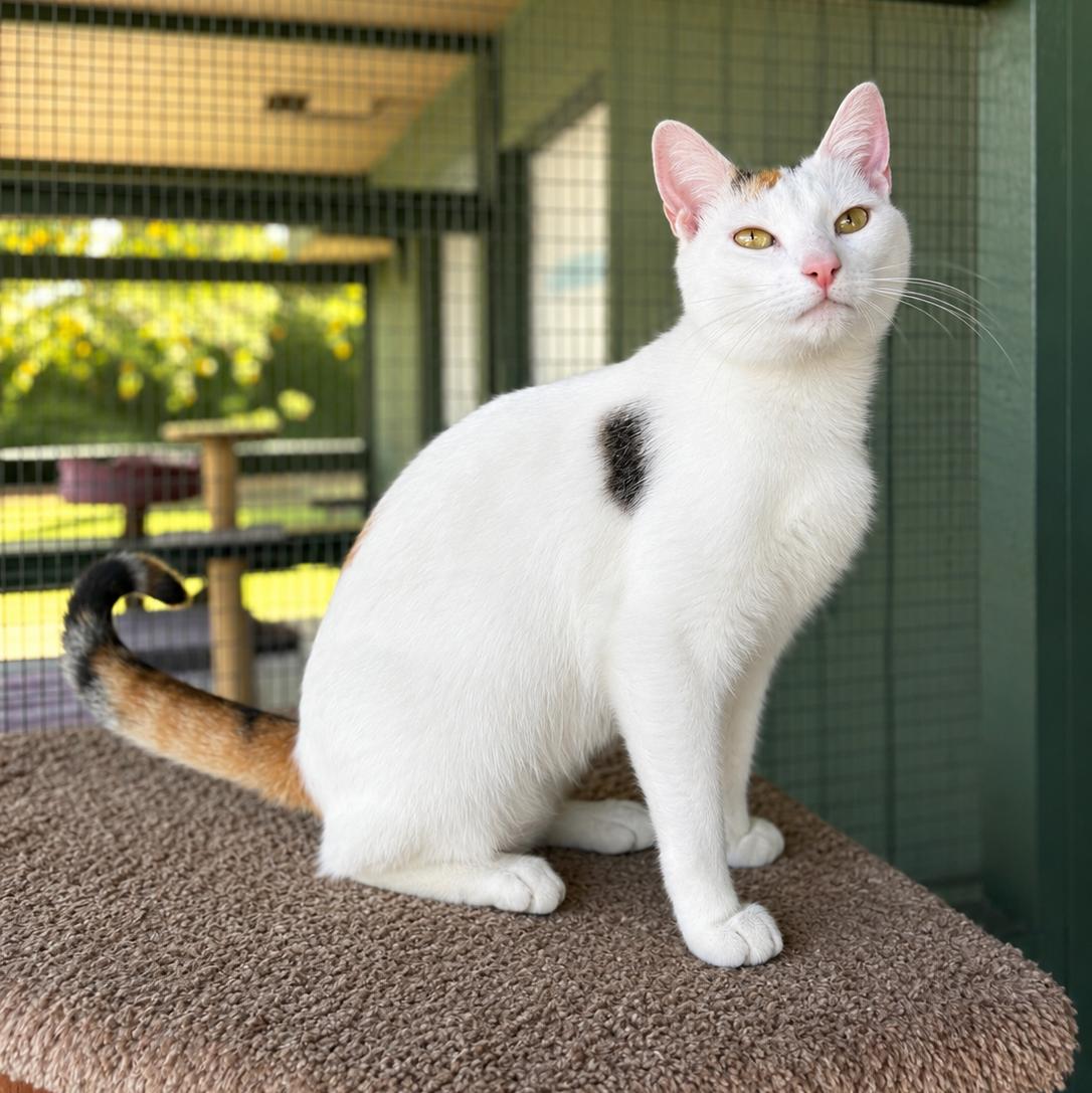 Celeste, Adoptable, Young Female Calico & Domestic Short Hair.