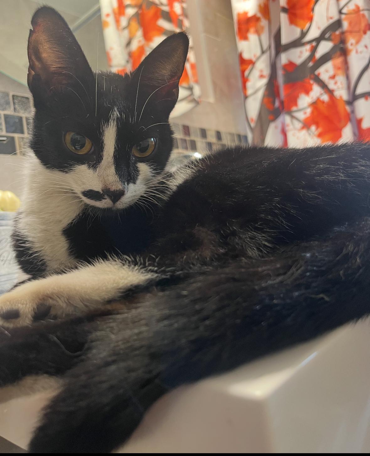Stella ( Sweet female Tuxedo Kitten), a Adoptable American Shorthair in Staten Island, NY image 2/6