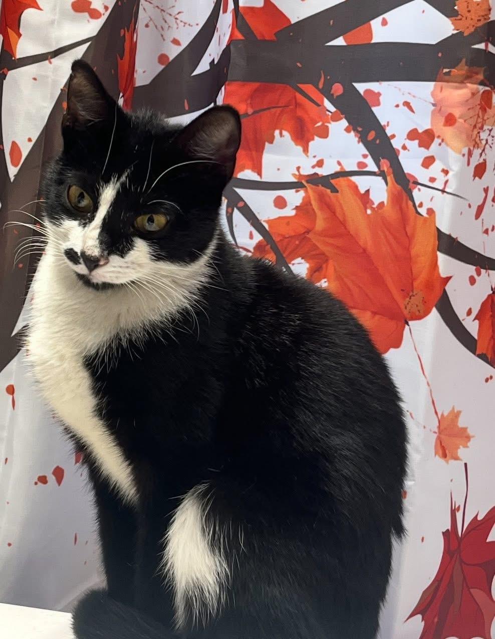 Stella ( Sweet female Tuxedo Kitten), a Adoptable American Shorthair in Staten Island, NY image 3/6