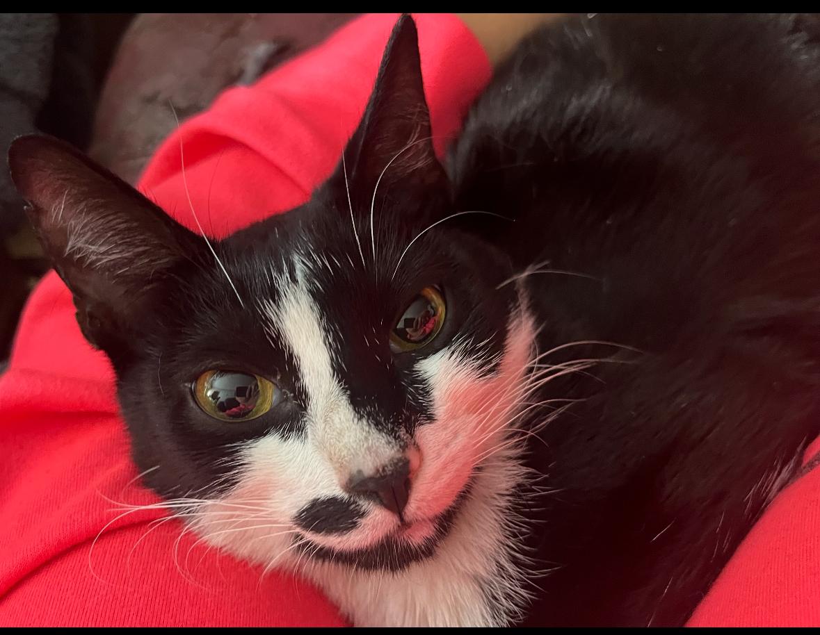 Stella ( Sweet female Tuxedo Kitten), a Adoptable American Shorthair in Staten Island, NY image 6/6
