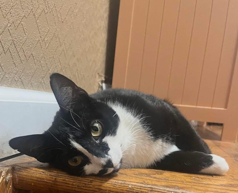 Stella ( Sweet female Tuxedo Kitten), a Adoptable Domestic Short Hair in Staten Island, NY image 1/6